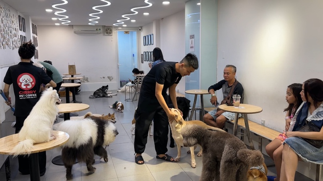 TP HCM triển khai quy định khai báo chó mèo tại quán cà phê thú cưng - Ảnh 1.