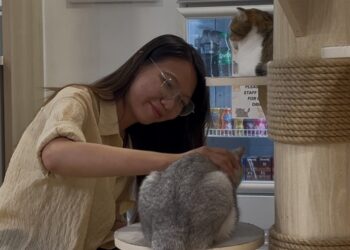 TP HCM triển khai quy định khai báo chó mèo tại quán cà phê thú cưng - Ảnh 2.