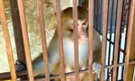 Khỉ vàng quý hiếm đi lạc vào nhà dân ở Nghệ An