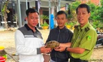 Sau mưa lũ, Kiểm lâm Huế liên tiếp tiếp nhận nhiều cá thể động vật quý hiếm