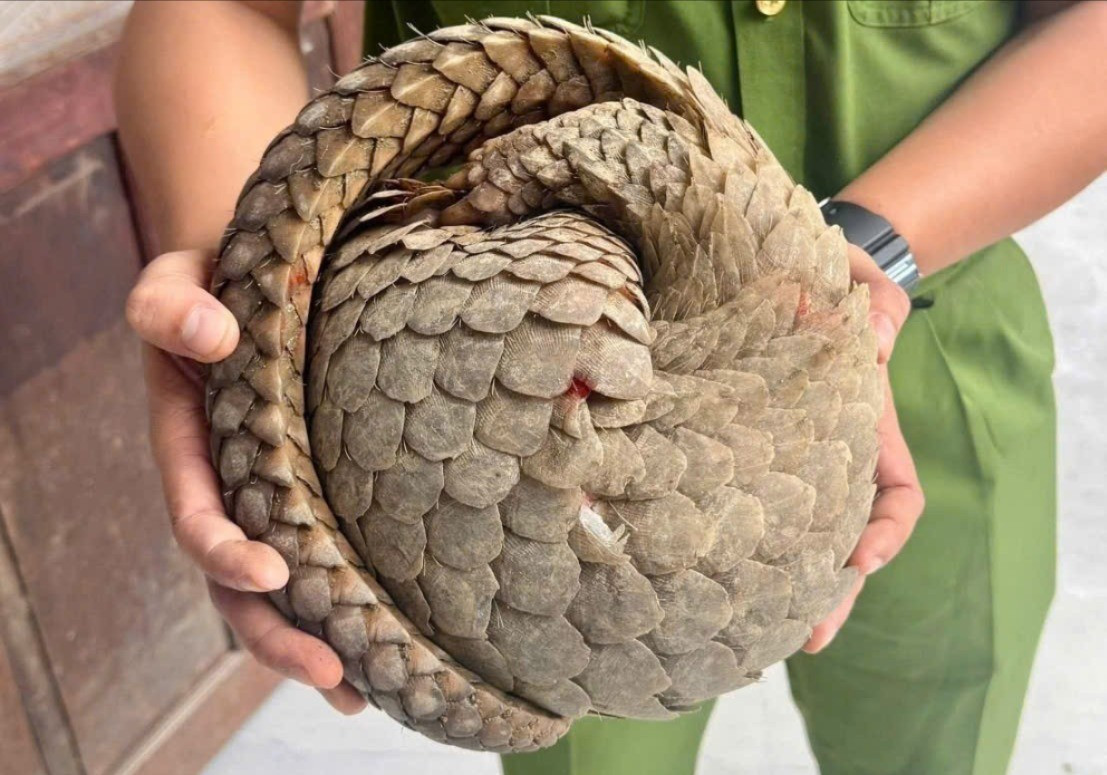 image-40 tete-6383.jpg