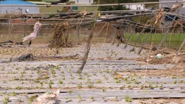 Thủ phủ rau của Lâm Đồng gượng dậy sau trận lũ lịch sử