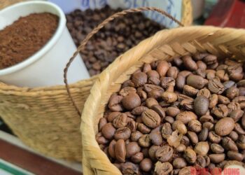 Giá cà phê hôm nay 1-12: Dồn dập thu hoạch và khuyến cáo quan trọng - Ảnh 1.